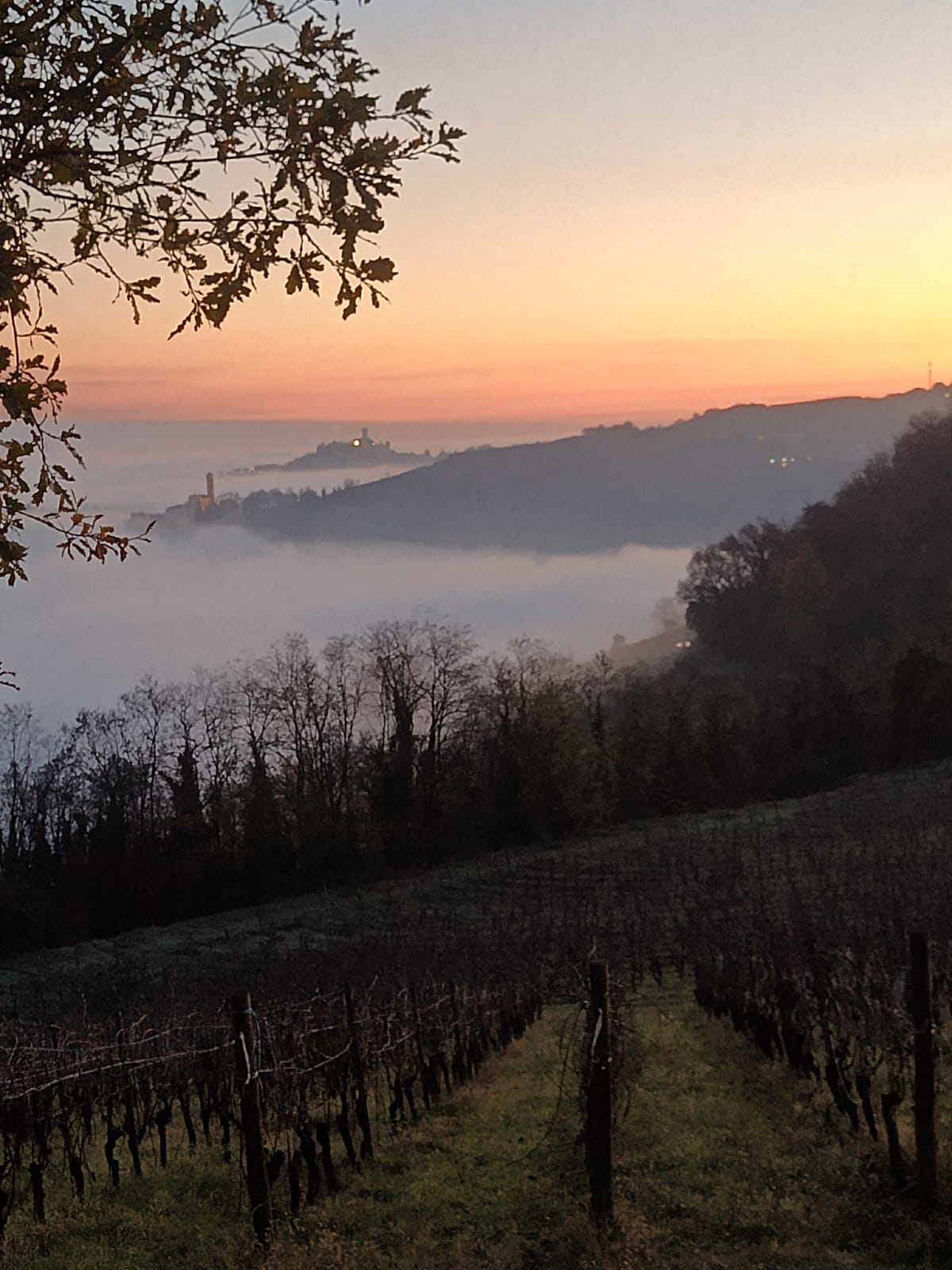 TRA VIGNETI E NEBBIA