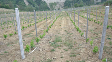 Smaltimento pali in cemento per vigneti Informazioni per i cittadini
